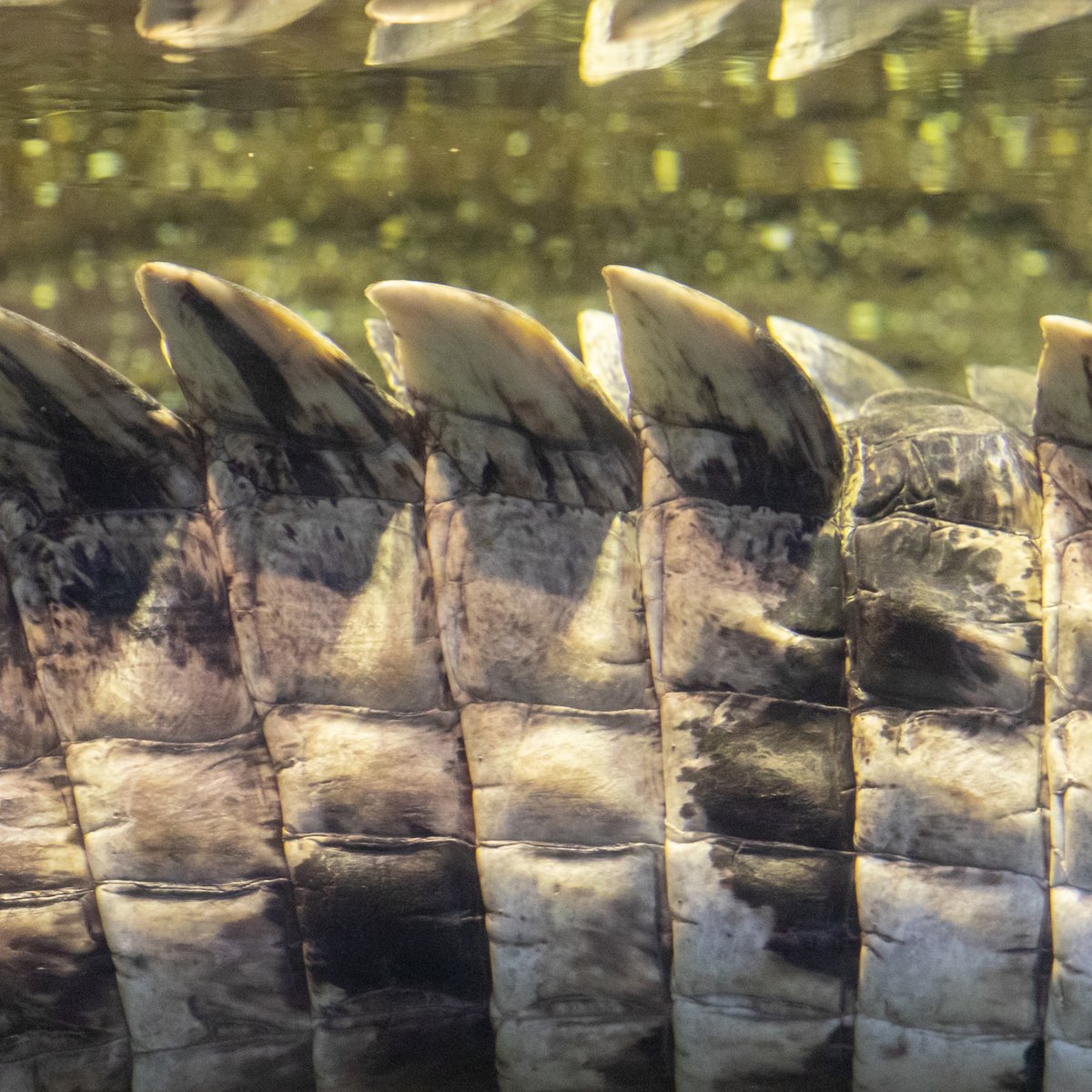 What am I?
Clues:
1. I live in freshwater habitats in Australia. Another name for me is "freshie."
2. I can move at speeds of up to 18 miles per hour in water or on land.
3. I'll open my mouth while I'm basking to avoid overheating.

The answer: bit.ly/3UuURjy