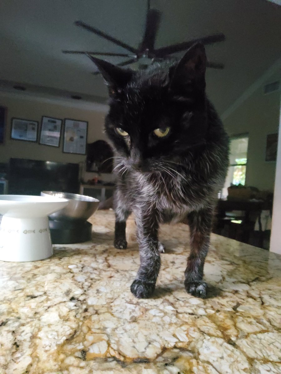 CaliBugMan's tweet image. Today this beautiful 21 yr old girl passed.  She was my princess and our matriarch.  I hope you are so lucky