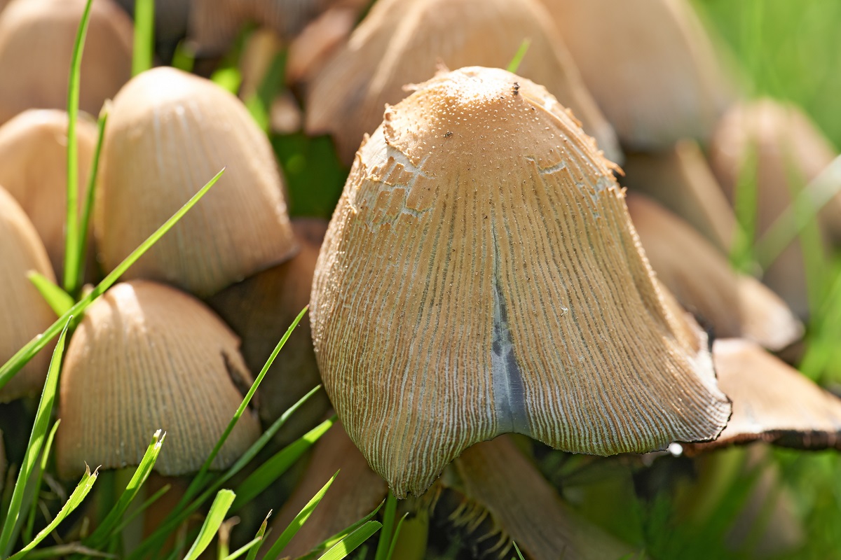 ArcticSpawn's tweet photo. Ink Cap Mushroom #inkcap #mushroom #fungi https://t.co/v5G8QpgCAt