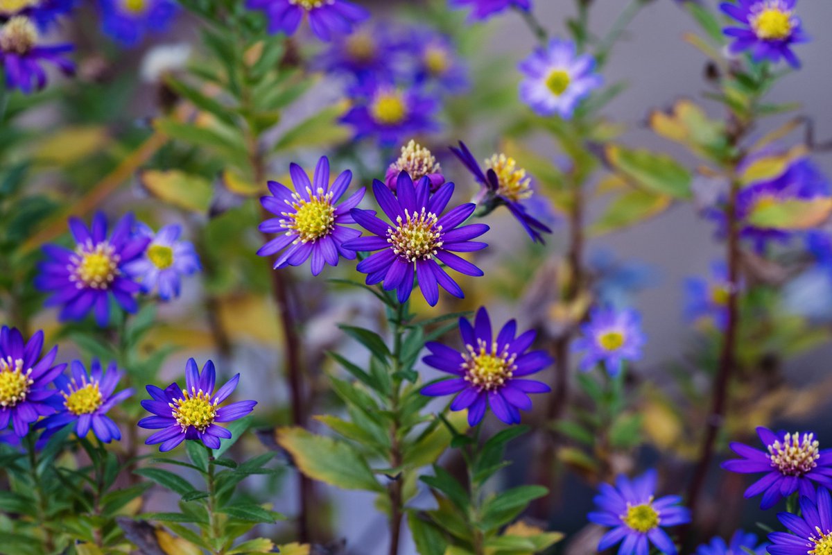 konta_taku's tweet photo. One of wild #asters at Bonsai (miniature potted tree) festival. Wild asters in JAP are often called by former genus name - #Kalimeris (kalos + meros = beautiful part). Many of them belongs in genus #Aster now, except K. incisa. (Nov. 12) #Flowers #FlowerReport #flowerphotography https://t.co/l0Wr5HK3nY