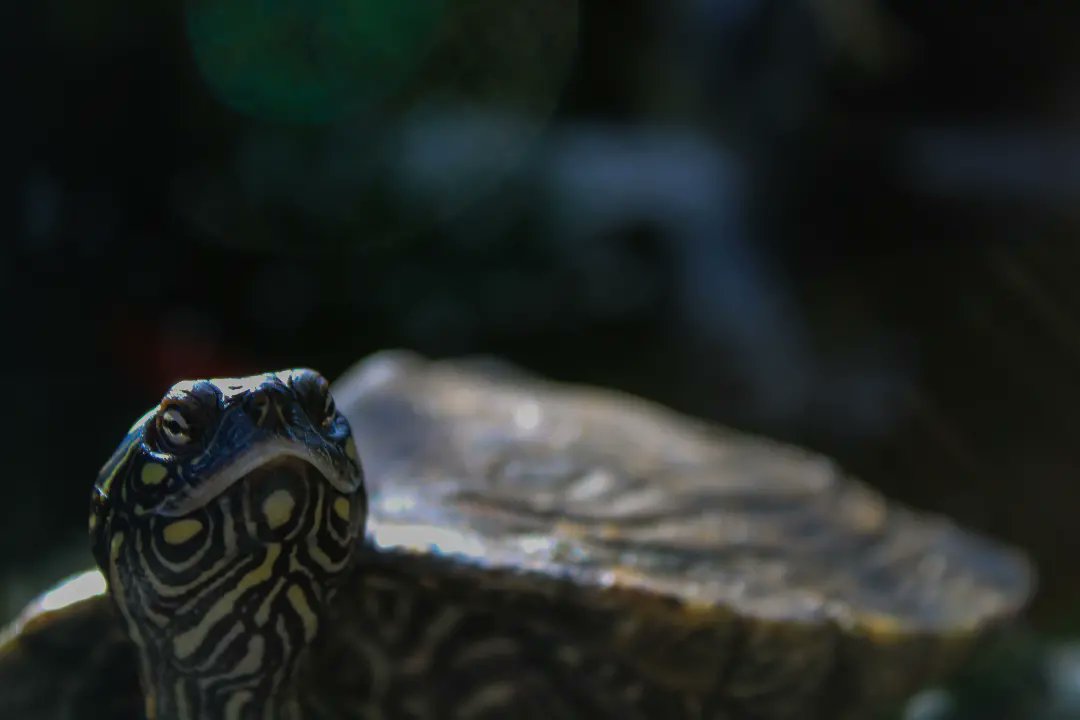 KadafiMan2705's tweet photo. TARTARUGA 🐢🇵🇹

#amar_norte
#amar_porto
#amar_oporto
#amar_viladoconde
#amar_portugal
#norte
#porto
#oporto
#viladoconde
#vila
#conde
#portugal
#vidaanimal
#animal
#tartaruga
#natureza
#oneshot 
#pormenores 
#semfiltros
#noronha_photo
@noronha_photo https://t.co/sc7eohIcFe