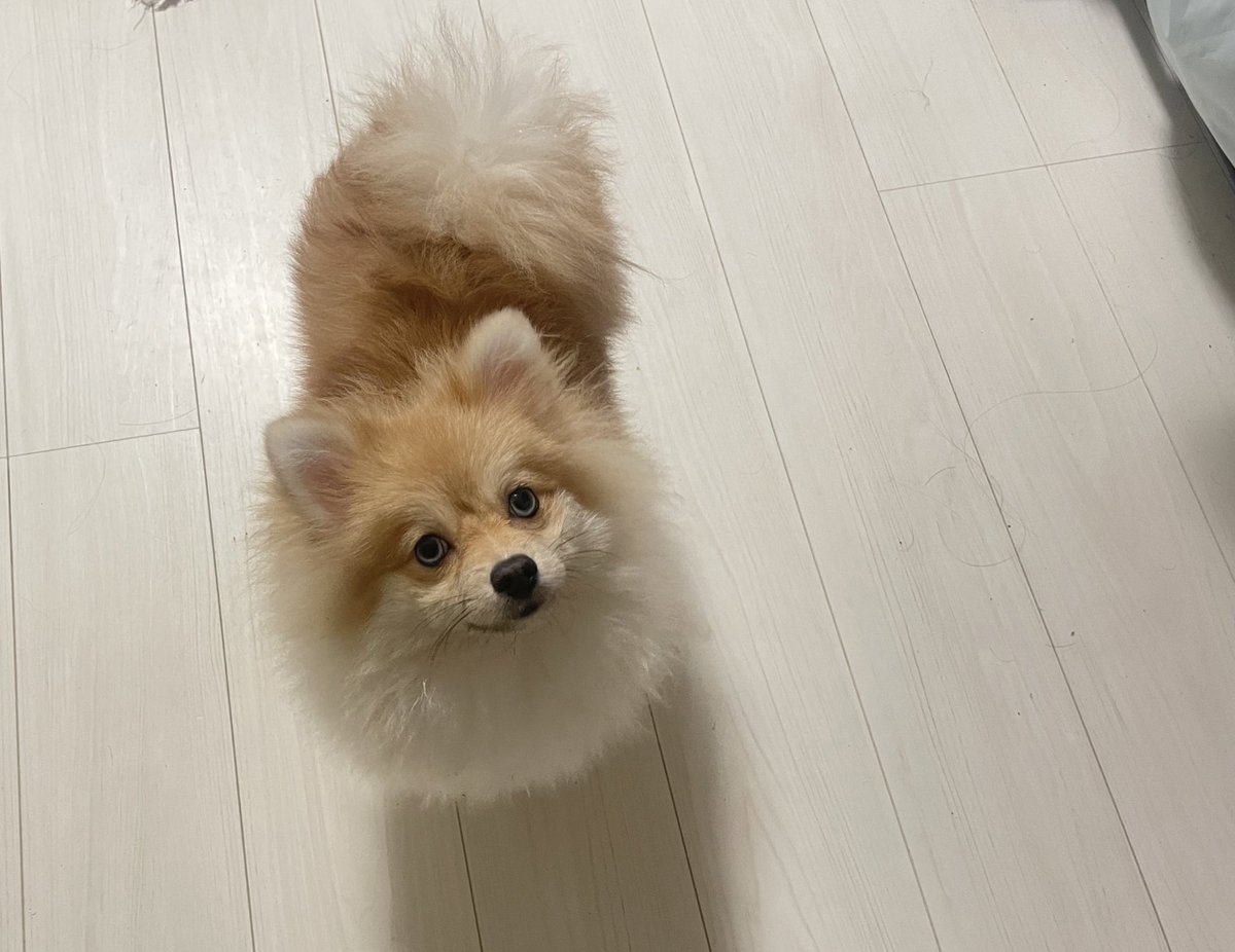aome_pome's tweet photo. ハウスって伝えたらこの顔されたから、すごいお出かけしづらい😂

ハウスの指示に気づかないフリ🥺 https://t.co/vNjUWMVvJI