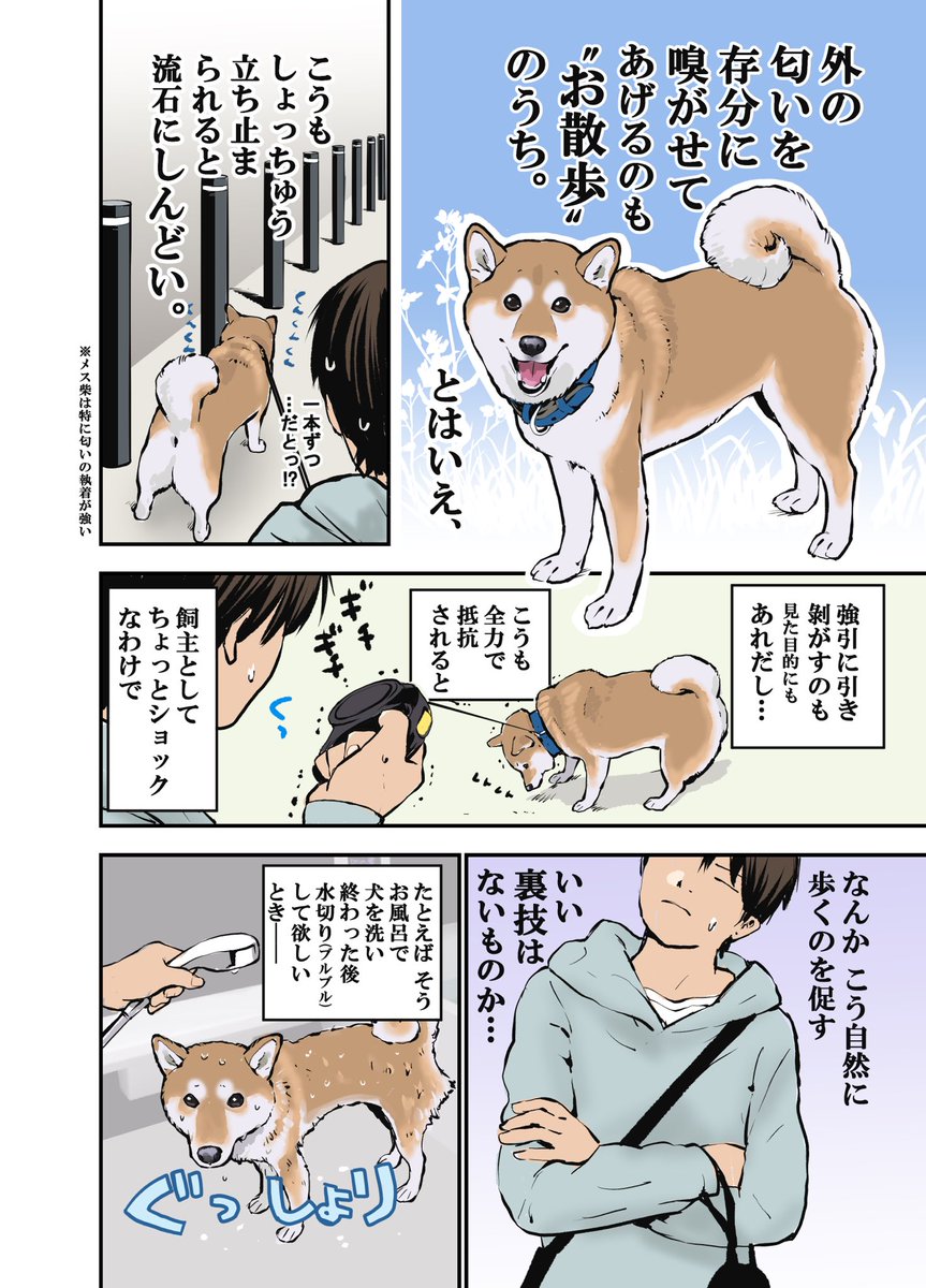 お散歩中 ちっとも進まない犬を
歩かせる方法 考えてみた 