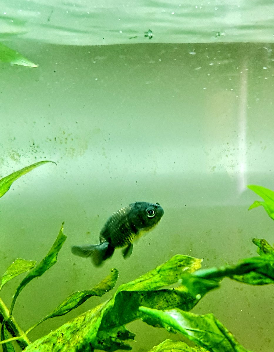 OZZY_GiRL_'s tweet photo. Brought home the cutest little Ranchu goldfish from Withcott Aquarium (formerly Fish R Friends) They always look after us 🐠 Just need a name! #aquarium #ranchu #goldfish #FishRFriends https://t.co/FtN6hp4TXf