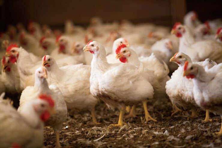 PerssonRyan's tweet photo. Poultry are considered the most efficient convertors of feed to meat or eggs.🐓#cao22 #agriculture #chickens #poultry https://t.co/qMKl8LfKfa