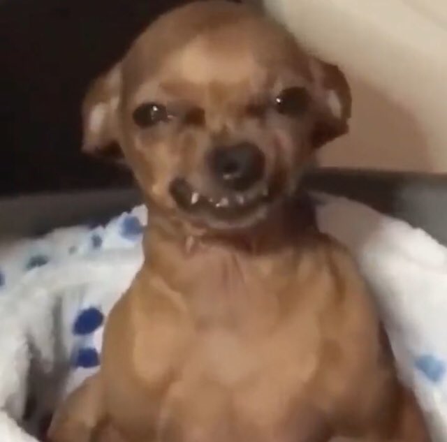 The Memes Archive on Twitter "the ugly dog memes"