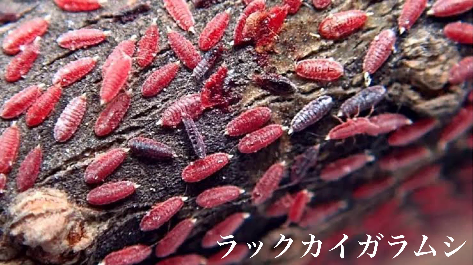 【知りたくなかった食品の裏側】「着色料(ラック)」は『虫』だった！