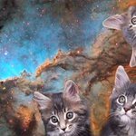 Photo by Space Cats (@ItsSpaceCats)