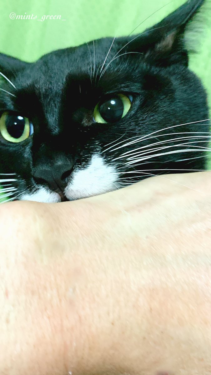 mints_green_'s tweet photo. 悪〜い顔で噛まれてます💦💦💦

#土アップ祭 
#猫のいる幸せ https://t.co/oAy2PkSpyW