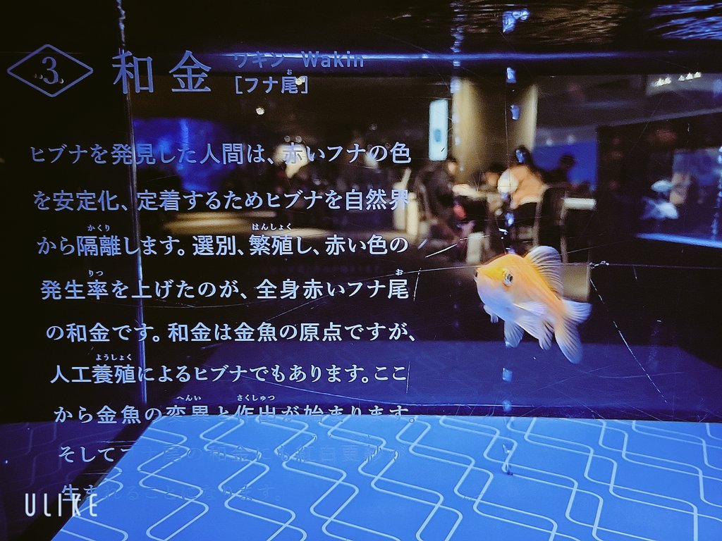 すみだ水族館めちゃめちゃ綺麗です🐠🐟

#アートアクアリウム 
#アート好きな人と繋がりたい 
#熱帯魚
#すみだ水族館
#いいねした人全員フォローする 
#DM待ってます 
#リツイート 
#フォロバ