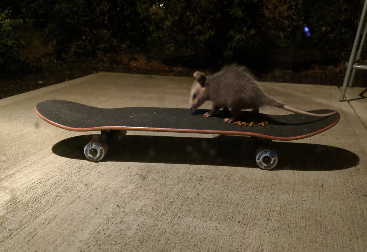 PossumEveryHour's tweet image. 