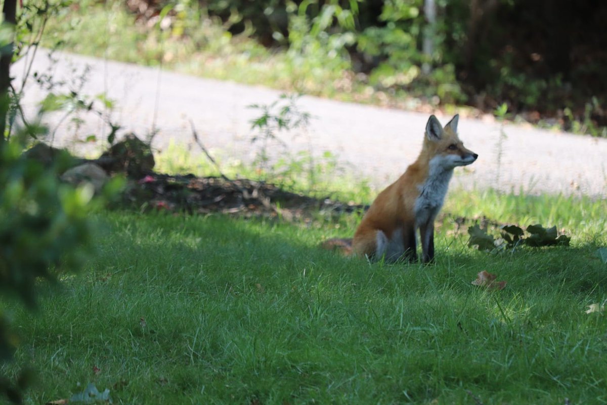 MShaikh515's tweet photo. Photos in our backyard!! #photography #fox #bucks https://t.co/BDzoVLA0b4
