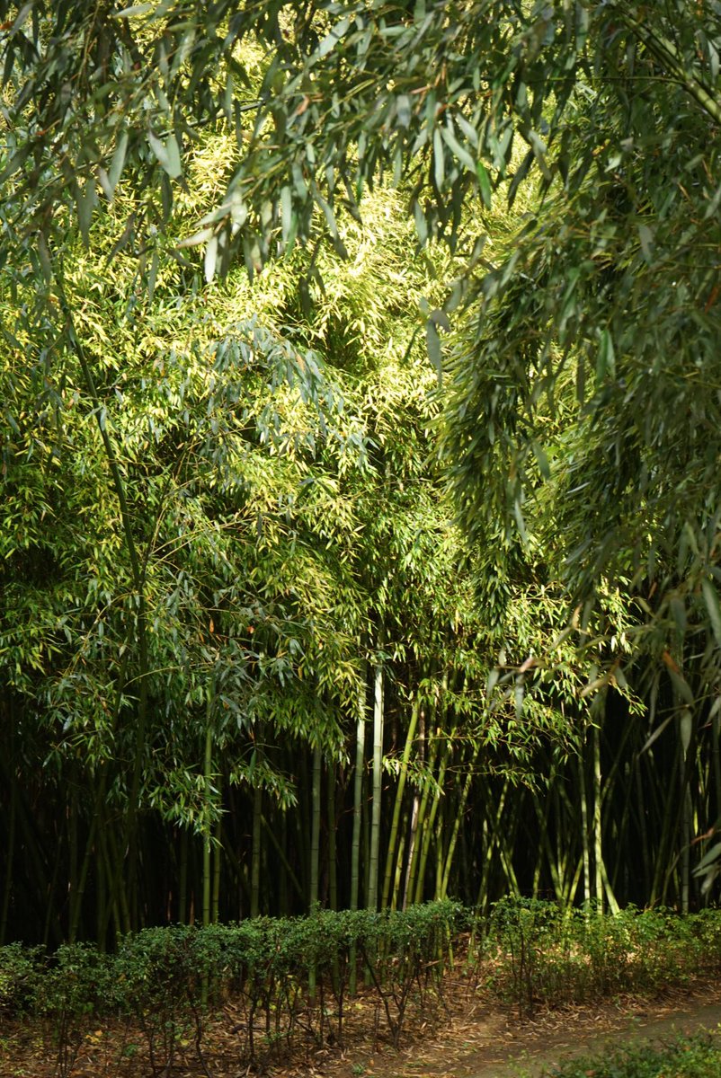 yearsofthetrees tweet picture
