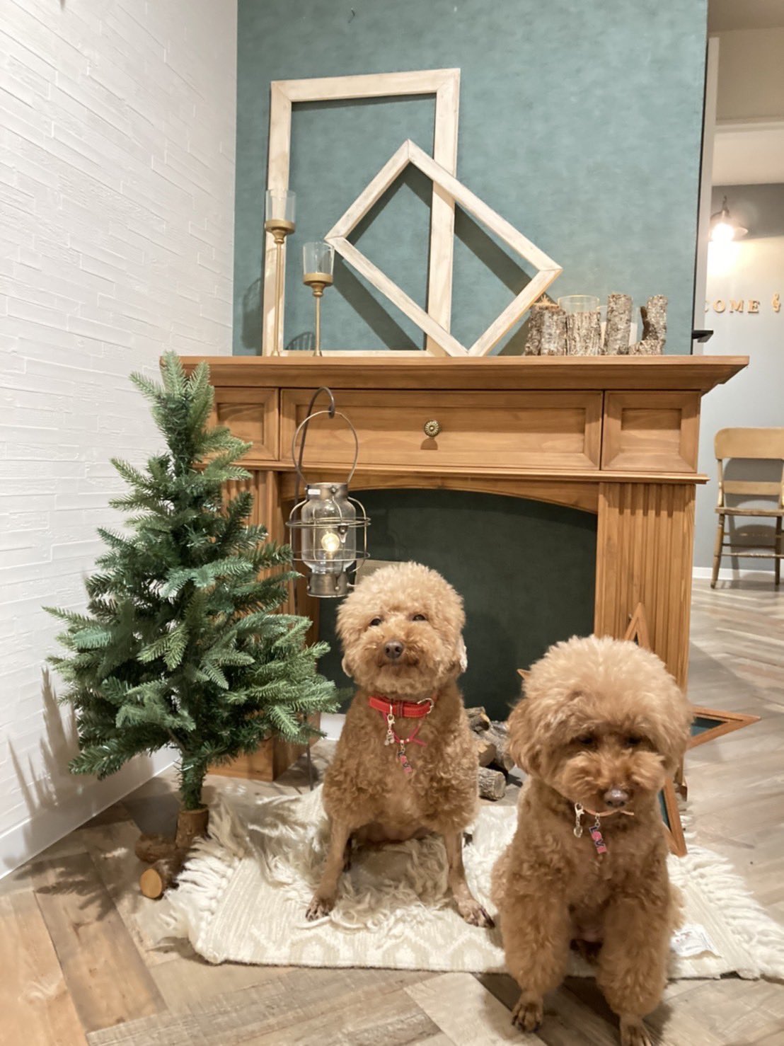 犬好き集まれ Twitter Search Twitter