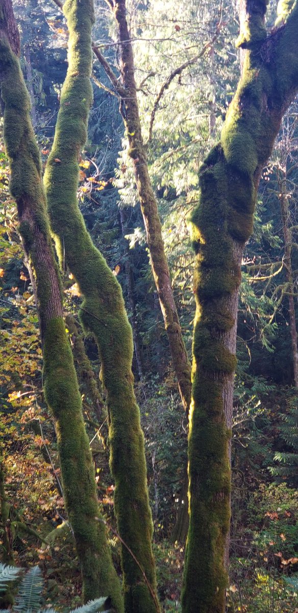 dwevanscar's tweet photo. Today's walk. https://t.co/cPwQg1aKQg