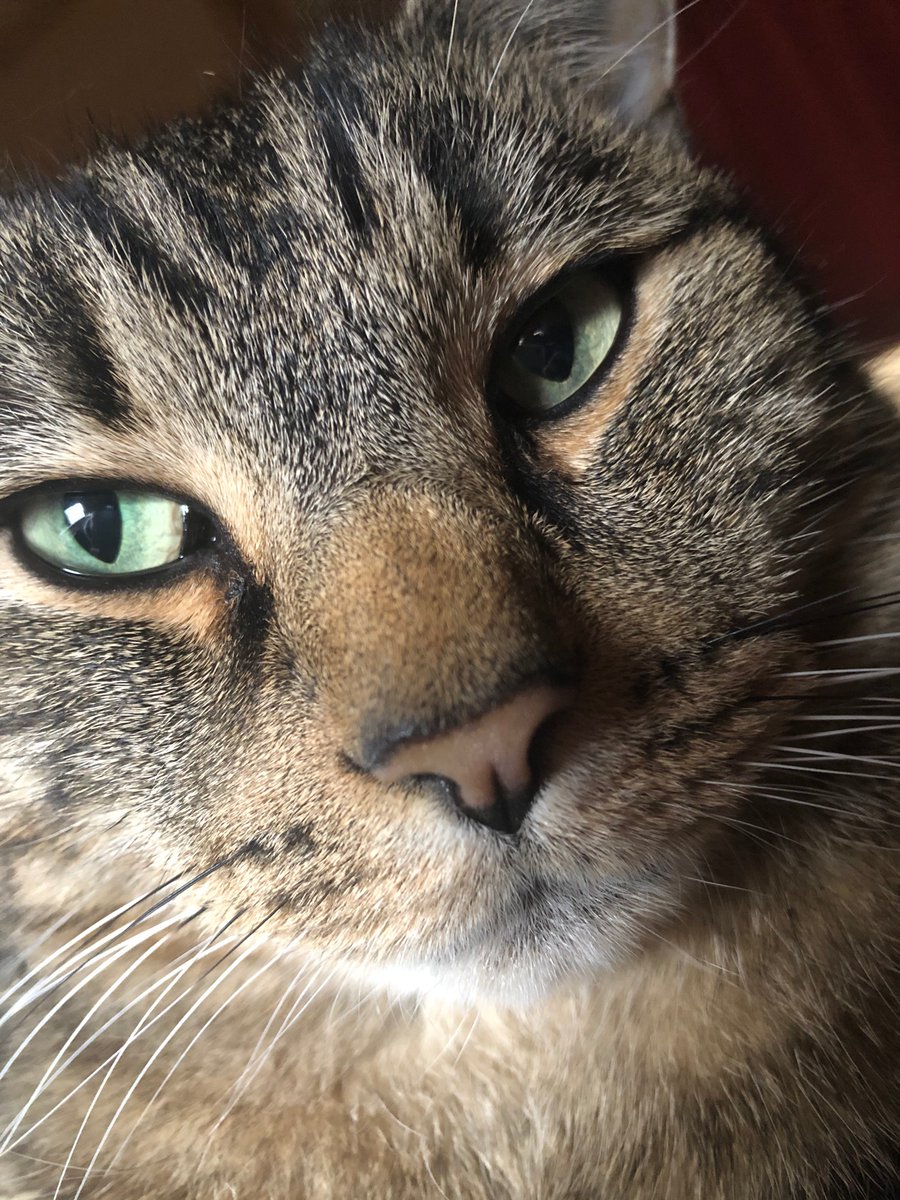 _jessiestone's tweet photo. @chaoticcatpics Misty, left. Her brother Milo on the right (who we sadly lost two years ago and still miss terribly) https://t.co/WwxeUrtmdt