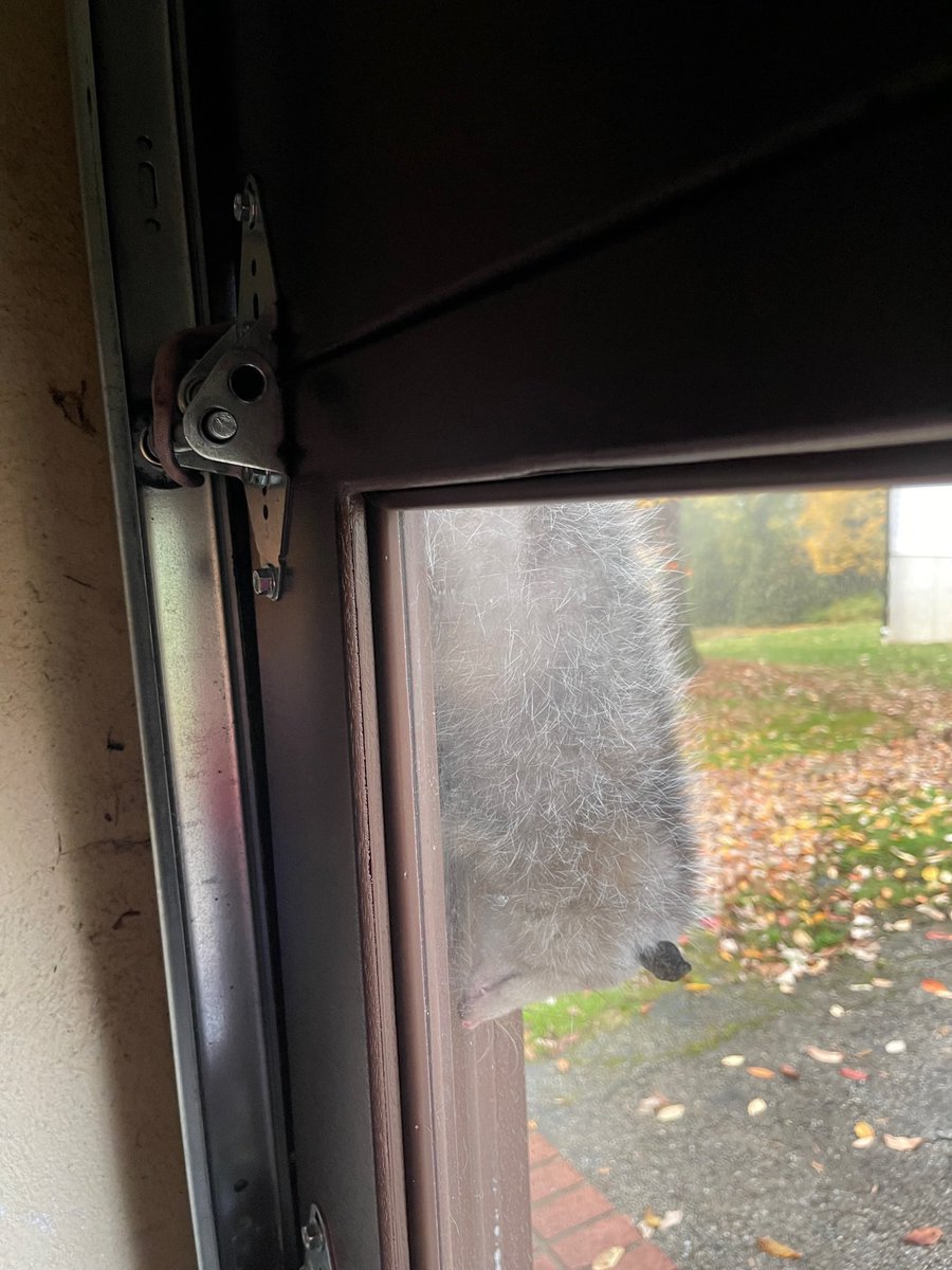 katcuca's tweet photo. @jimrosecircus1 We disassembled our garage door to free this creature that managed to get into our garage and then squeezed all of his body thru a super narrow channel, except for his tail and 1 leg, to get out. HOW DID THIS HAPPEN we may never know, but seemed fine once free and wandered off… https://t.co/0rIC8IKdD5