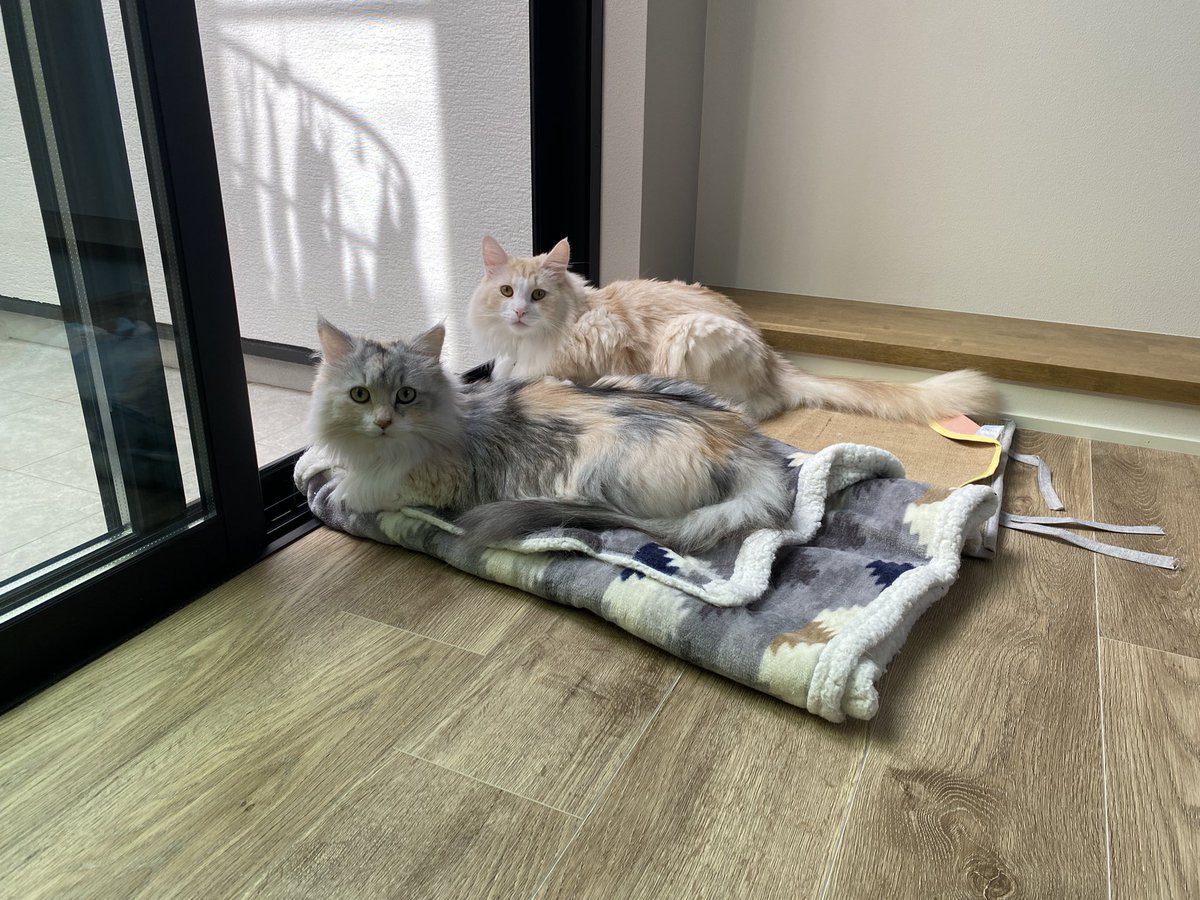 mugisan0115's tweet photo. 並んでお外見ててかわいい😋✨
体の柄にあった方の敷物に座っててかわいい😋✨
#猫の居る暮らし 
#猫好きさんと繋がりたい https://t.co/T0Y2J5ueKu