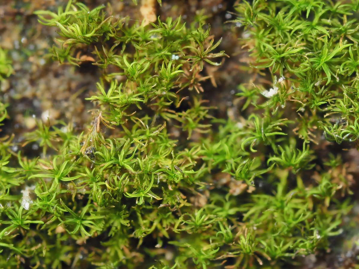 Trematodon's tweet photo. The tiny (the scene shown is about 1.5 cm across) but sometimes abundant "verdigris tufa-moss," Gymnostomum aeruginosum (family Pottiaceae), is a calciphile that nonetheless often appears on sandstone. This colony was seen Thursday on a damp shady rock ledge in southern Ohio. https://t.co/ap1FPJtMcF