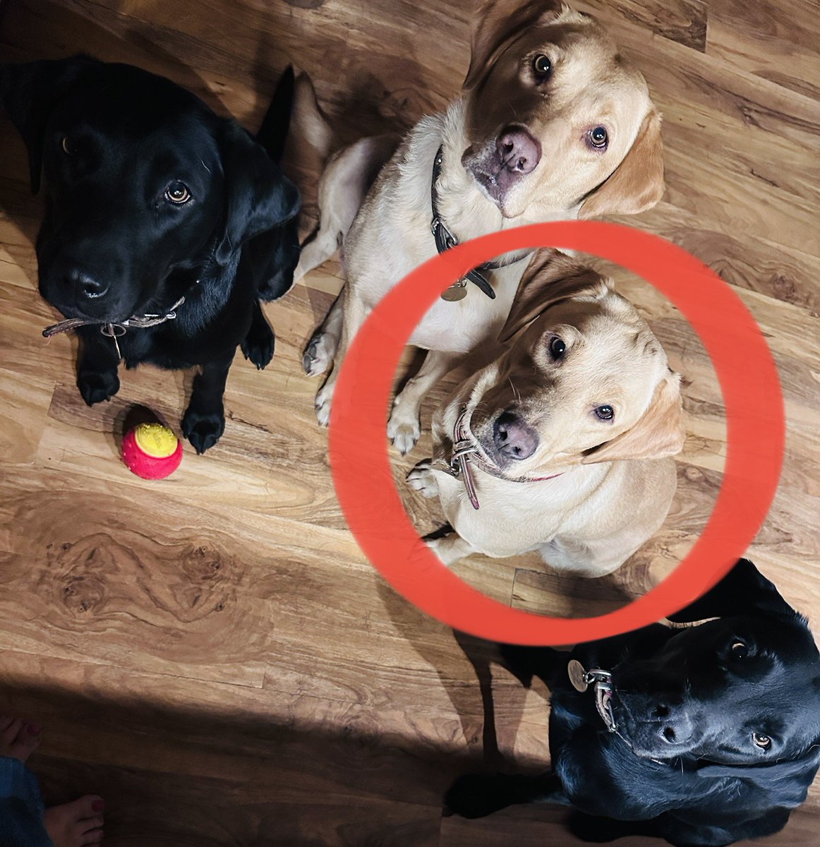 Weggster's tweet photo. #insomnia is pants. What’s worse though is getting up, wandering into the kitchen for a drink &amp; skidding along the floor having stood in a puddle of dog wee. Thanks Ruby Roo, I know it was you. 

#4Dogs 
#labradorretriever
#insomniac 
#dogs 
#labrador https://t.co/F1baPk41PM