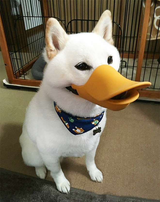 cryptodramz's tweet photo. I swear, if $DOGE leads the next run... #Quacked https://t.co/IVrLfFEOrQ