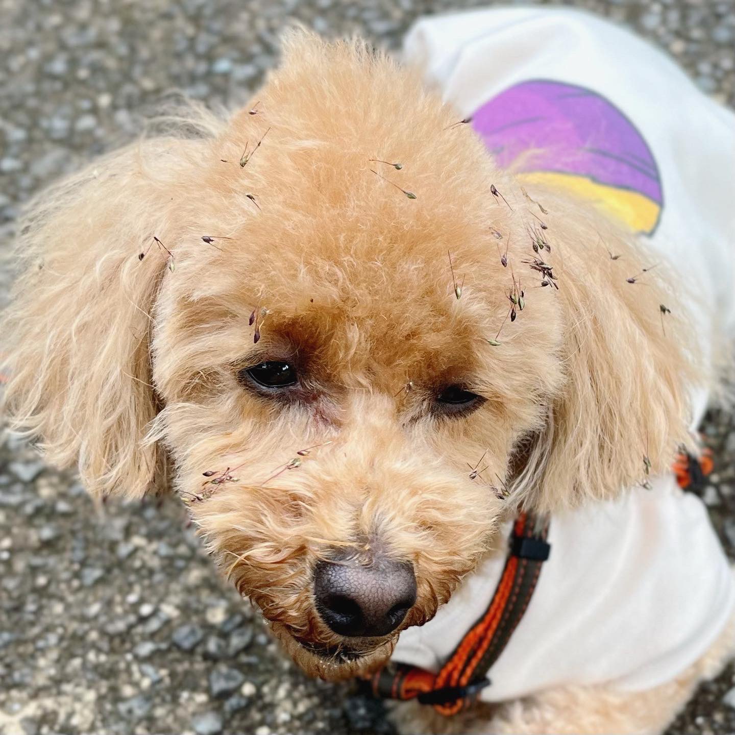 ソラたむ☆ポコ太様❤プードル オリジナル リース用 オブジェ♡