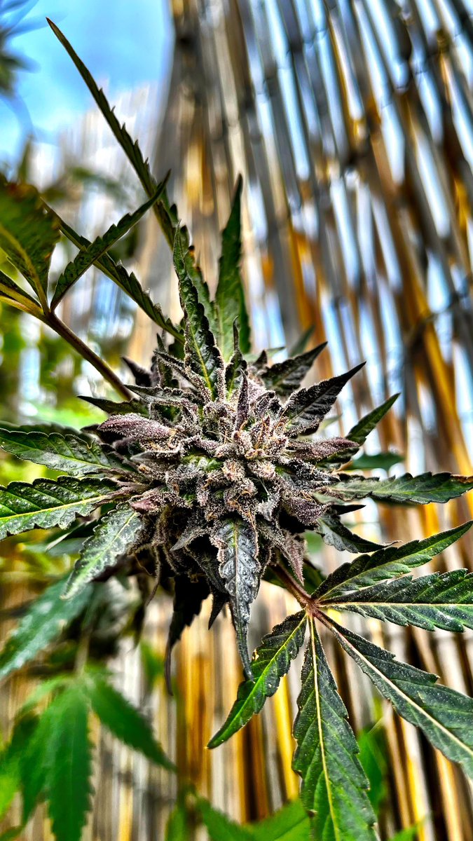 snapdabs's tweet photo. Snapped this shot yesterday 11.11@11.11. #timing #1111 #dank #gorillazkittlez #weed #flower #fire #herb #green #cannabis #chronic #dope #sticky #trees #snapdabs #dab #strains https://t.co/Oc1hPNDjSN