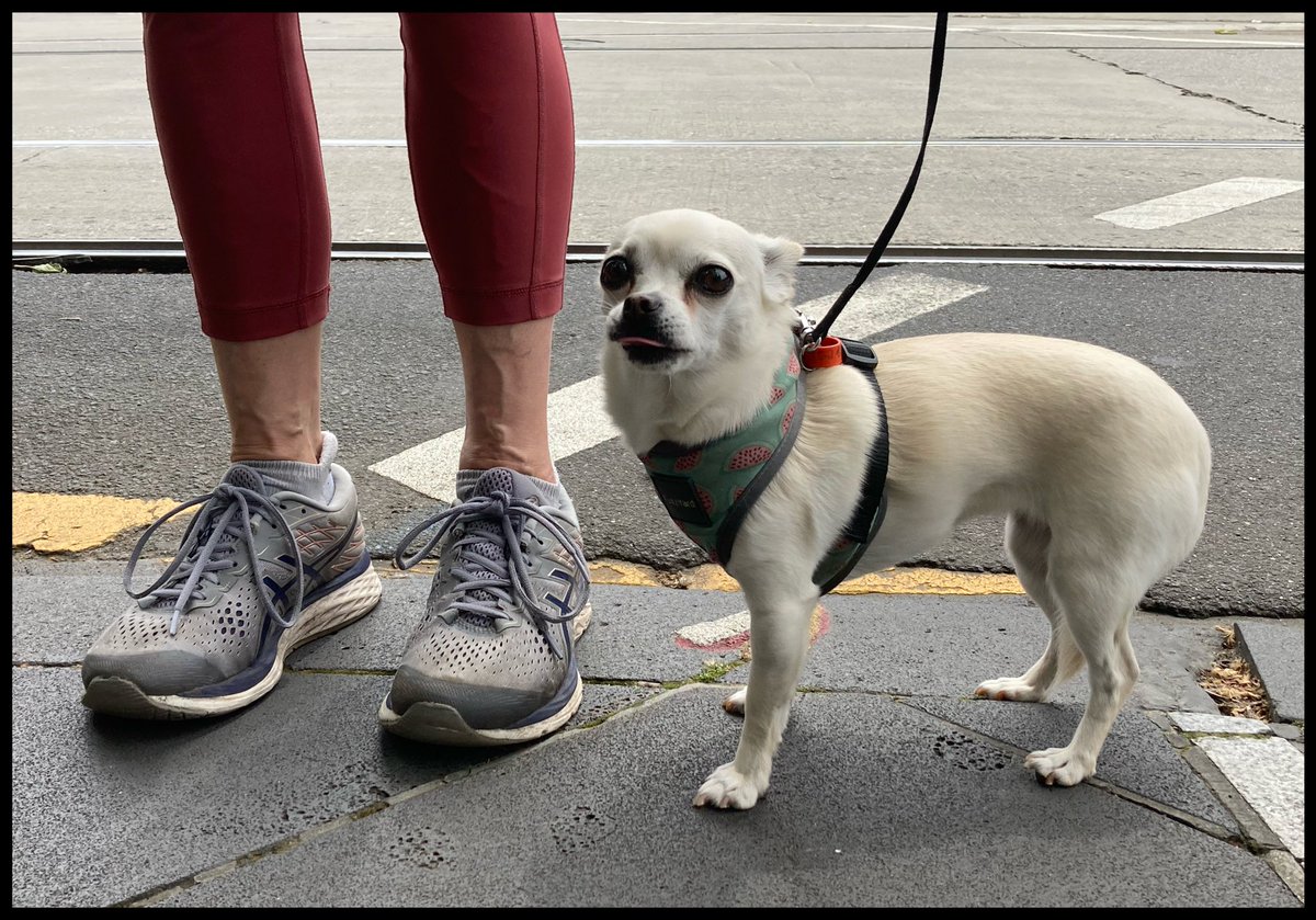 dudleyplatypus's tweet image. For those in the know … this dog could be the most famous animal in the history of sport in a few hours time. Yes! That’s right …. he (or she) could well decide the winner of the T20 World Cup! #cantsaytoomuch #ICCT20WorldCup2022Final #readitherefirst