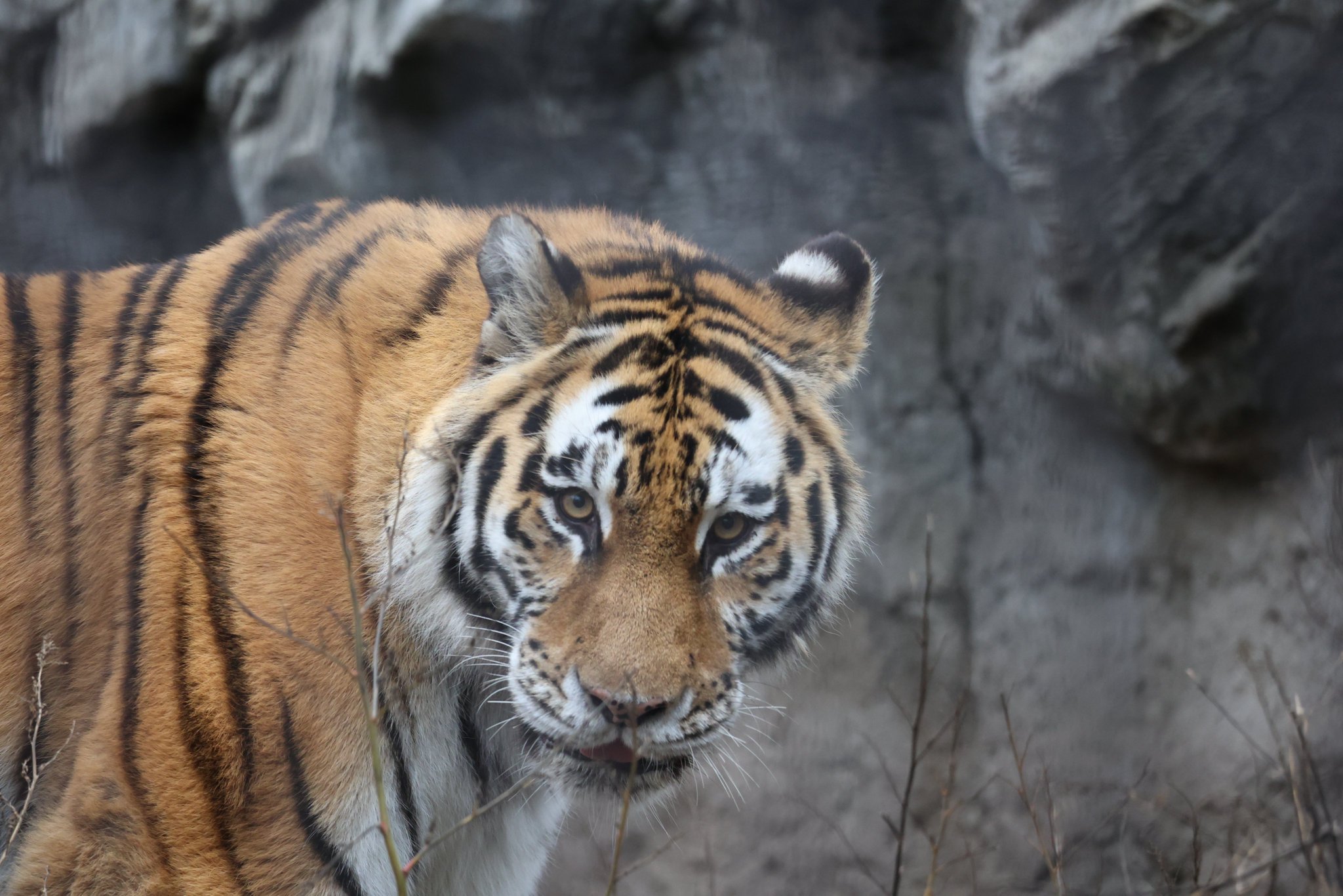 あっけ on Twitter 