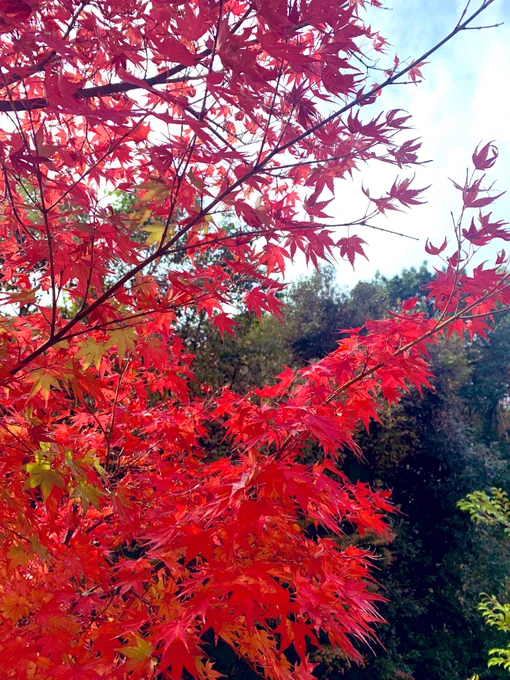 紅葉〜! 