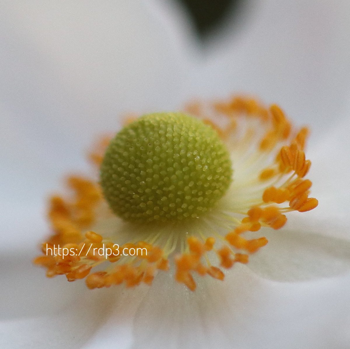 Rdp3C's tweet photo. #花 #flower
#photograph #picture #写真
昨日の写真であります。
#efm32 で漠然と撮ったんですが中央拡大してみたらこんなに写っててすげーなこのレンズって思いました。 https://t.co/ZolSWKWjPE