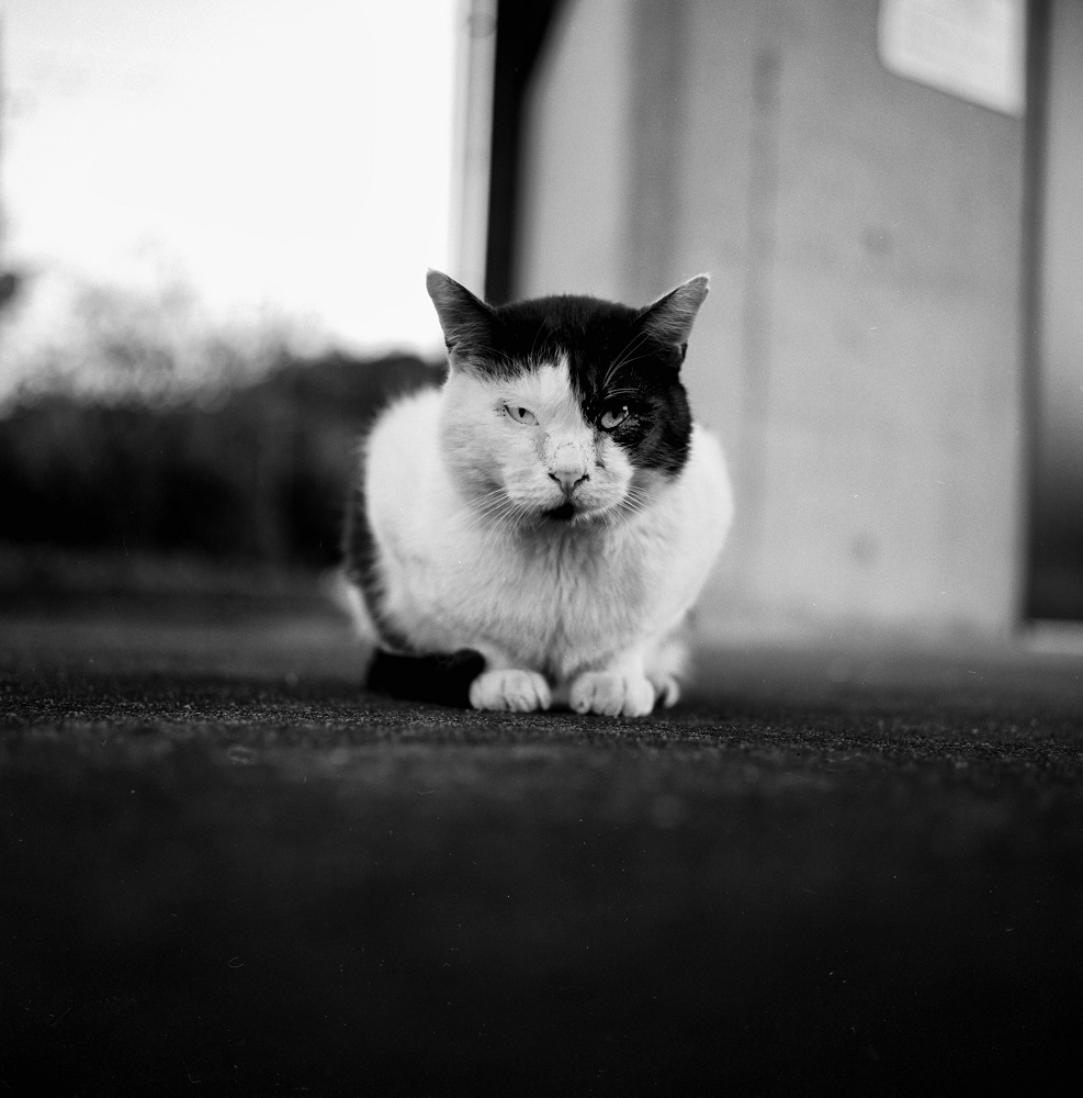 公園ネコ7
＃rolleiflex35f
#acros100