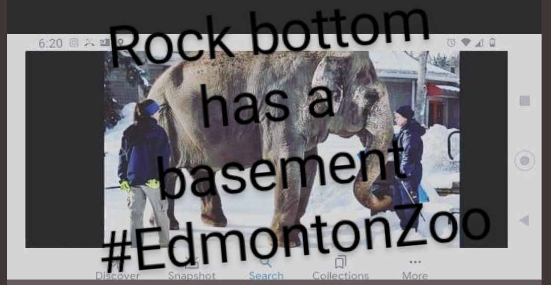 JulieKi53713414's tweet photo. *(I was just inspired by Amanda F., animal advocate).
#EdmontonZoo @BuildingOurZoo @gdewar @AonCanada @CityofEdmonton @JaneGoodallCAN @AmarjeetSohiYEG All whileTWO Sanctuaries STILL WAITfor darling Lucy who recently is e$timated to live 5-10 more year$. A$$hole$. #TruthIsKey 🐘🇨🇦 https://t.co/K2jSlyKpkz