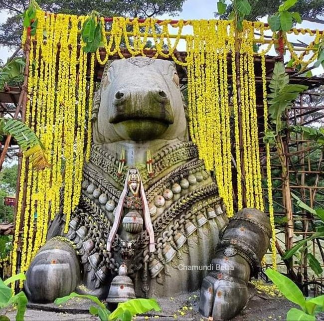 chamundi_betta's tweet photo. ಬೆಟ್ಟದ ನಂದಿಗೆ ಮಸ್ತಕಾಭಿಷೇಕ https://t.co/qzO11J3Ay3