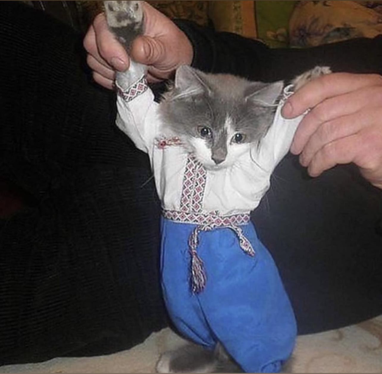 Кот в штанах
