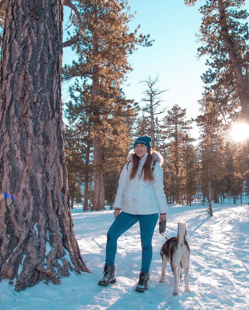 patriiciancole's tweet image. Blue’s first snow ❄️ We’ll see you soon Sky you’re still my first baby 🐕🐕 #skyandblue