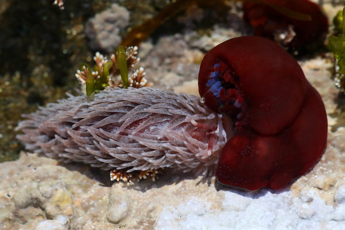 A Grey Sea Slug predating a hapless Beadlet Anemone in one of the rockpools on my beach. Some marine predators here in #Shetland receive disproportionate human attention, but there's plenty more to see if one only looks a little more closely.