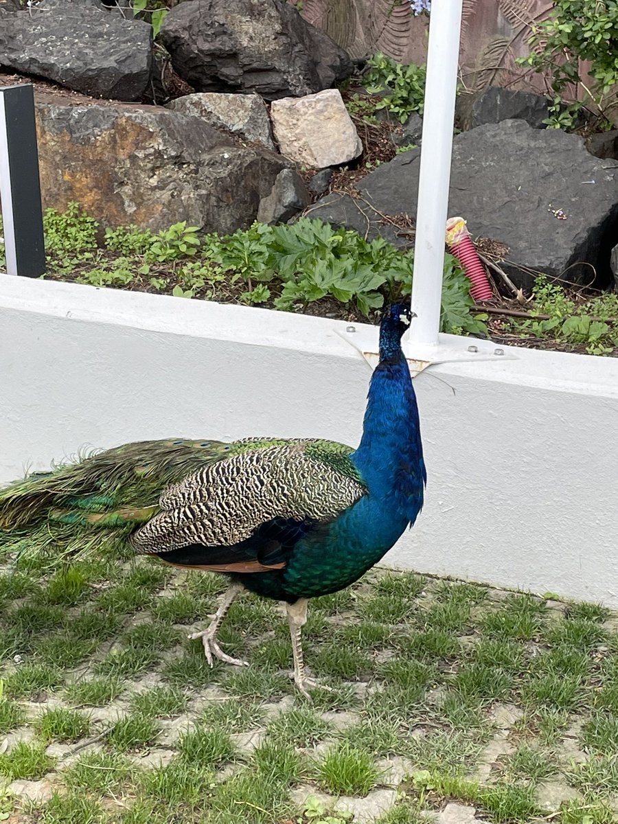 Museomix Azur tweet media