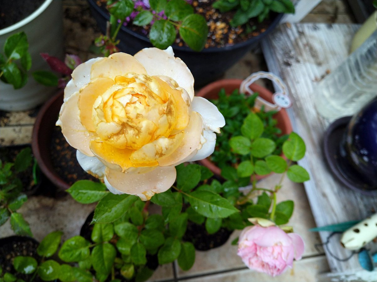 Juneberry0607 Juneberry0607 Twitter