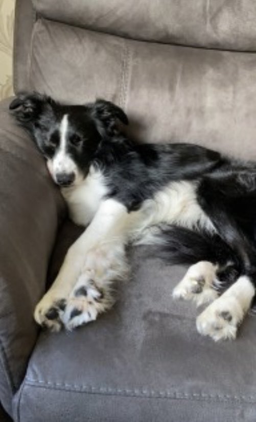 colliesontherun's tweet photo. BEAR missing Coniston Road, #Kirkby in #ASHFIELD #NG17 12/11/22 
‼️VERY NERVOUS‼️
Male/adult SMALL #BorderCollie Blk&amp;wh Smudges/spots on nose 
CHIPPED 

https://t.co/Tt7vRBUDvw

 @KirkbyC @KirkbyVoice @JacquiSaid @bs2510 @joannew0112 @suzanne30651370 @bordercolliefc @gelert01 https://t.co/Y4f2jZ73st