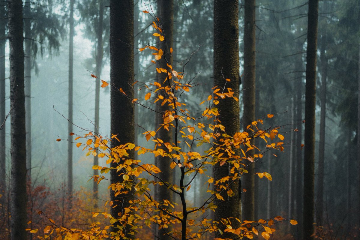 Autumn morning in the forest 🍁