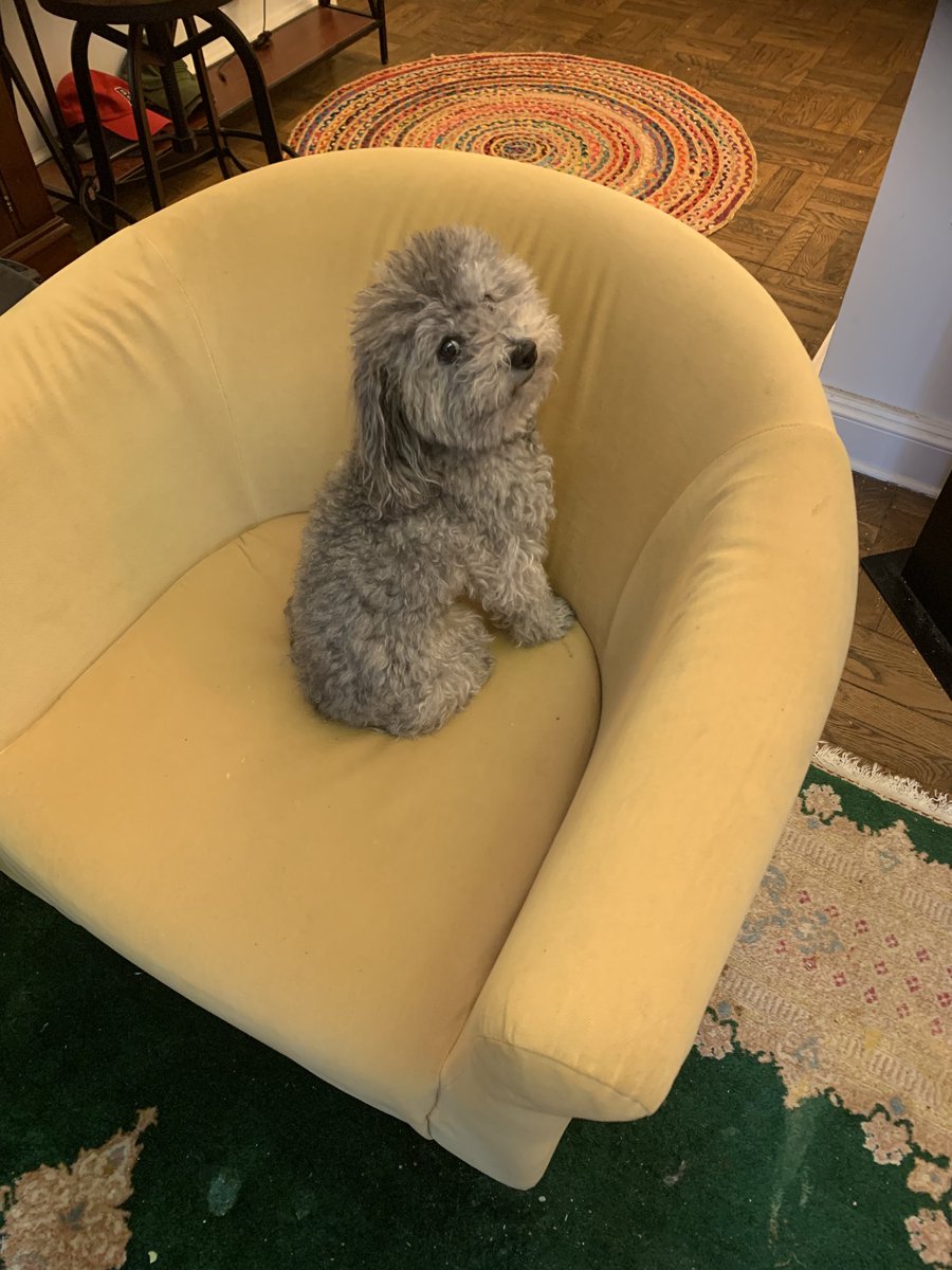 indya73's tweet photo. Francois says hi ⁦@BrittanyBabc7⁩ ⁦@mcharlesworth7⁩ ⁦@mikemarzaABC7⁩ ⁦@ABC7NY⁩ #bigdogsunday https://t.co/GO4BrEWnNH