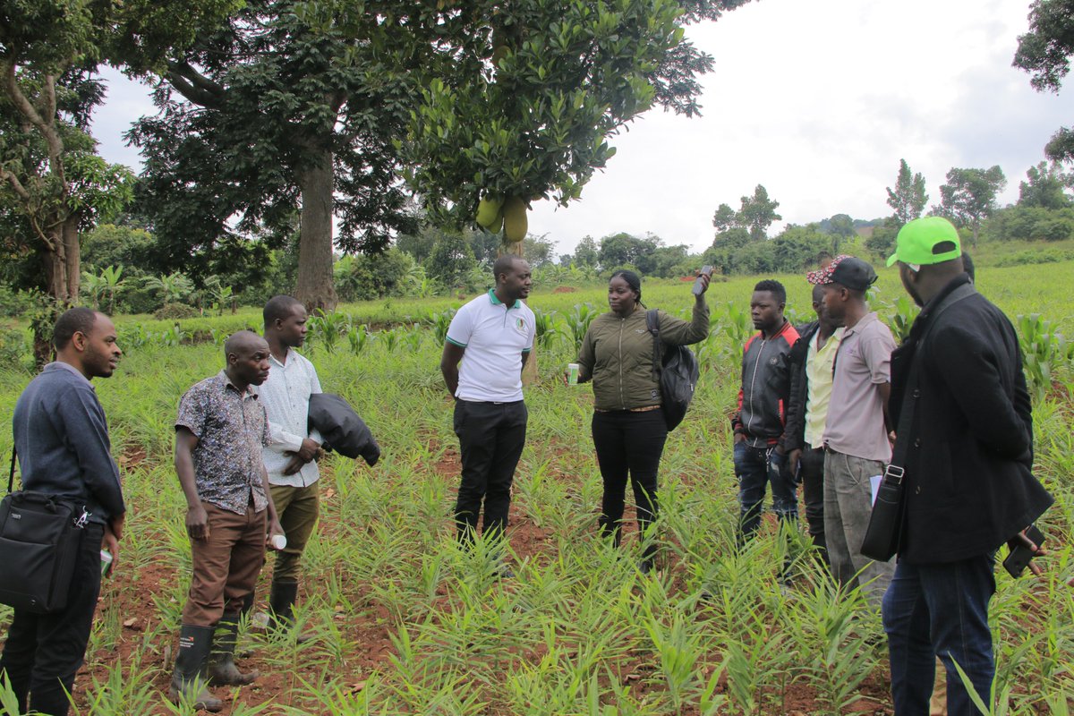 yofchan's tweet image. Ginger, a cash cow for the people of #butambala and the neighbouring districts. Find here our champion #RuthNakate who is making a killing out of ginger farming. She is adding value to the product and is employing over 30 youth. #YOFCHAN #PoweringTheNextGenerationAgripreneurs