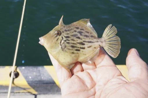 幸せそうな写真！旦那さんの顔がカワハギに似ている？！