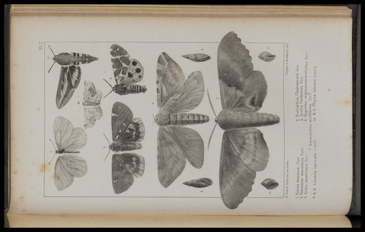 Biodiversity Illustrations tweet media