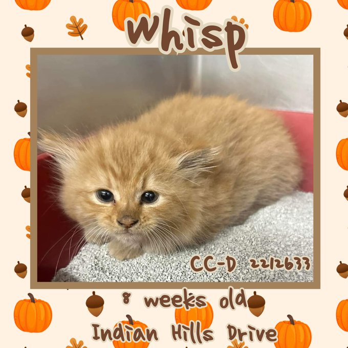 PeterAskin1's tweet photo. Tiny orange tabby baby "Whisp" at the #BartowGA shelter in #Cartersville only has a few days to be saved (by 11/14)! Must be rescue only so pledges are imperative to save this precious life! Please say you're in! VERY URGENT! 🙏 https://t.co/BvWCCDl0X1