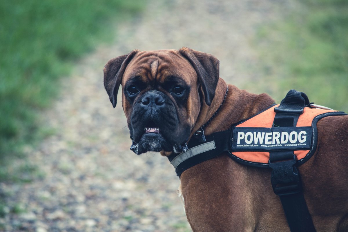 stevespets's tweet photo. For all your dogs needs, visit https://t.co/sViJTFLU9Z and make sure to shop for your furry friends today.
#pets #pet #dogs #petsofinstagram #dog #cats #dogsofinstagram #animals #cute #petstagram #love  #puppy https://t.co/pmNs7mGxvW