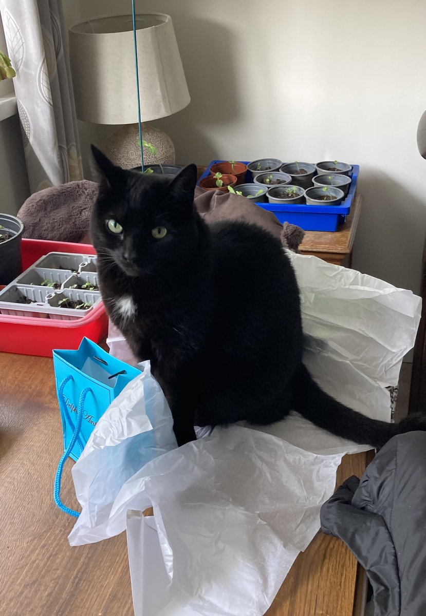 DBDUB69's tweet photo. Our beloved cat Luna is missing from the Woodbine Park area of Raheny in Dublin. She was chased and cornered by two off-leash dogs but then got away over a wall. She does not have a collar but is microchipped. If you see her call Derek at 0871754725 https://t.co/6WeGiRrNqY