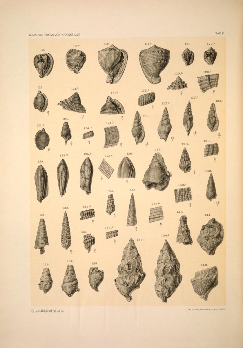 Biodiversity Illustrations tweet media