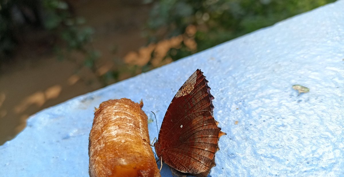 DasSimashree's tweet photo. When you are bored because of your daily food and you want something else.. Healthy 😌😅

#photographylovers #photo #PhotoOfTheDay #photograghy https://t.co/3DOVJBVdlK